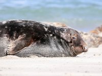 Halichoerus grypus 87, Grijze zeehond, Saxifraga-Bart Vastenhouw