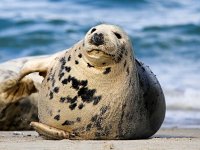 Halichoerus grypus 89, Grijze zeehond, Saxifraga-Bart Vastenhouw