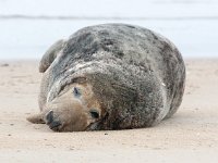 Halichoerus grypus 9, Grijze zeehond, Saxifraga-Bart Vastenhouw