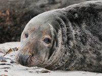 Halichoerus grypus 90, Grijze zeehond, Saxifraga-Bart Vastenhouw