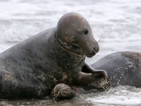 Halichoerus grypus 92, Grijze zeehond, Saxifraga-Bart Vastenhouw