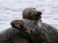 Halichoerus grypus 93, Grijze zeehond, Saxifraga-Bart Vastenhouw