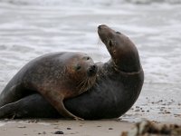 Halichoerus grypus 94, Grijze zeehond, Saxifraga-Bart Vastenhouw