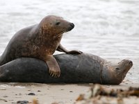 Halichoerus grypus 95, Grijze zeehond, Saxifraga-Bart Vastenhouw