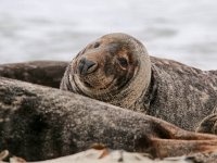 Halichoerus grypus 96, Grijze zeehond, Saxifraga-Bart Vastenhouw