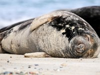 Halichoerus grypus 97, Grijze zeehond, Saxifraga-Bart Vastenhouw