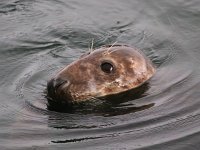 Halichoerus grypus 98, Grijze zeehond, Saxifraga-Bart Vastenhouw