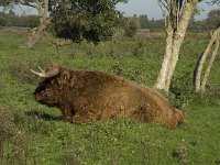 Highland Cattle 16, Schotse hooglander, Saxifraga-Jan van der Straaten