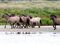 Konik horse 14, Konikpaard, Saxifraga-Bart Vastenhouw