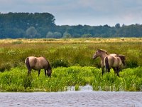 Konik horse 9, Konikpaard, Saxifraga-Rudmer Zwerver