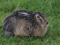 Lepus europaeus 106, Haas, Saxifraga-Luuk Vermeer