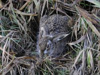 Lepus europaeus 107, Haas, Saxifraga-Luuk Vermeer