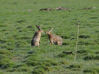 Lepus europaeus 109, Haas, Saxifraga-Luuk Vermeer