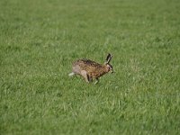 Lepus europaeus 112, Haas, Saxifraga-Luuk Vermeer