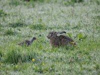 Lepus europaeus 114, Haas, Saxifraga-Luuk Vermeer