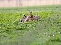 Lepus europaeus 140, Haas, Saxifraga-Bart Vastenhouw