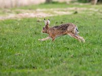 Lepus europaeus 142, Haas, Saxifraga-Bart Vastenhouw