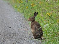 Lepus europaeus 144, Haas, Saxifraga-Hans Dekker