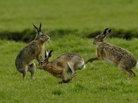 Lepus europaeus 19, Haas, display, Saxifraga-Piet Munsterman