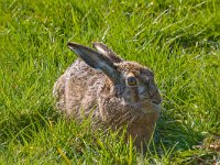 Lepus europaeus 45, Haas, Saxifraga-Jan Nijendijk