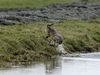 Lepus europaeus 49, Haas, Saxifraga-Piet Munsterman