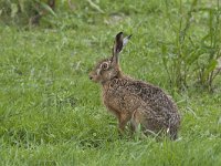 Lepus europaeus 51, Haas, Saxifraga-Mark Zekhuis