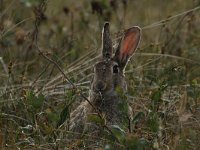 Lepus europaeus 63, Haas, Saxifraga-Dirk Hilbers