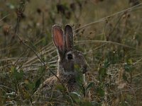 Lepus europaeus 68, Haas, Saxifraga-Dirk Hilbers