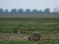 Lepus europaeus 69, Haas, Saxifraga-Dirk Hilbers