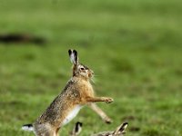 Lepus europaeus 76, Haas, Saxifraga-Piet Munsterman