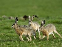 Lepus europaeus 78, Haas, Saxifraga-Piet Munsterman