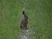 Lepus europaeus 97, Haas, Saxifraga-Luuk Vermeer