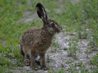 Lepus europaeus 98, Haas, Saxifraga-Luuk Vermeer