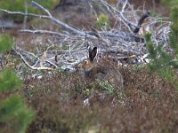 Lepus timidus, Mountain Hare