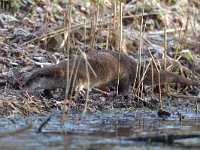 Lutra lutra 58, Otter, Saxifraga-Mark Zekhuis