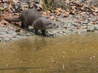 Lutra lutra 6, Otter, Saxifraga-Martin Mollet