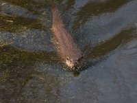 Otter  Otter in natuurpark Lelystad : Lutra lutra