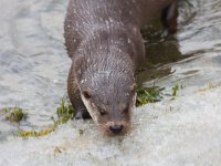 Otter  Otter in natuurpark Lelystad : Lutra lutra