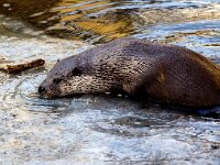 Lutra lutra 100, Otter, Saxifraga-Bart Vastenhouw