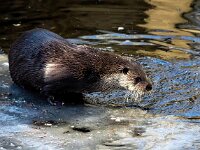 Lutra lutra 101, Otter, Saxifraga-Bart Vastenhouw