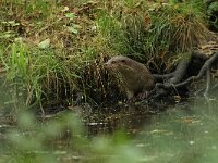 Lutra lutra 108, Otter, Saxifraga-Mark Zekhuis