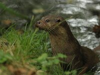 Lutra lutra 109, Otter, Saxifraga-Mark Zekhuis