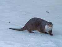 otter : Lutra lutra