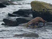 Lutra lutra 114, Otter, Saxifraga-Mark Zekhuis