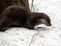 Lutra lutra 77, Otter, Saxifraga-Bart Vastenhouw