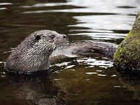 Lutra lutra 84, Otter, Saxifraga-Bart Vastenhouw