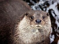 Lutra lutra 85, Otter, Saxifraga-Bart Vastenhouw