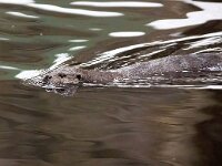 Lutra lutra 90, Otter, Saxifraga-Bart Vastenhouw