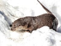 Lutra lutra 94, Otter, Saxifraga-Bart Vastenhouw