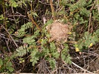 Micromys minutus 1, Dwergmuis, nest, Saxifraga-Peter Meininger